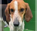 Small #4 American Foxhound Mix