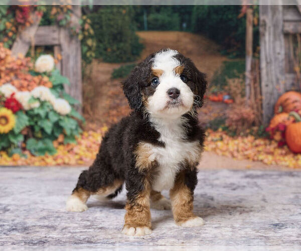 Medium Photo #4 Bernedoodle (Miniature) Puppy For Sale in DUNDEE, OH, USA
