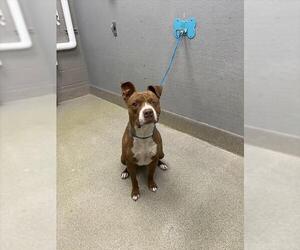 Mutt Dogs for adoption in Las Vegas, NV, USA