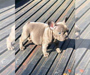 French Bulldog Puppy for sale in MABLETON, GA, USA