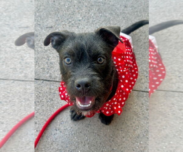 Medium Photo #1 Mutt Puppy For Sale in Newport Beach, CA, USA