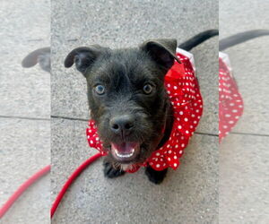 Mutt Dogs for adoption in Newport Beach, CA, USA