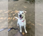 Small #1 Labrador Retriever Mix