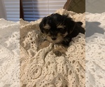 Small Photo #2 YorkiePoo Puppy For Sale in FORT WORTH, TX, USA