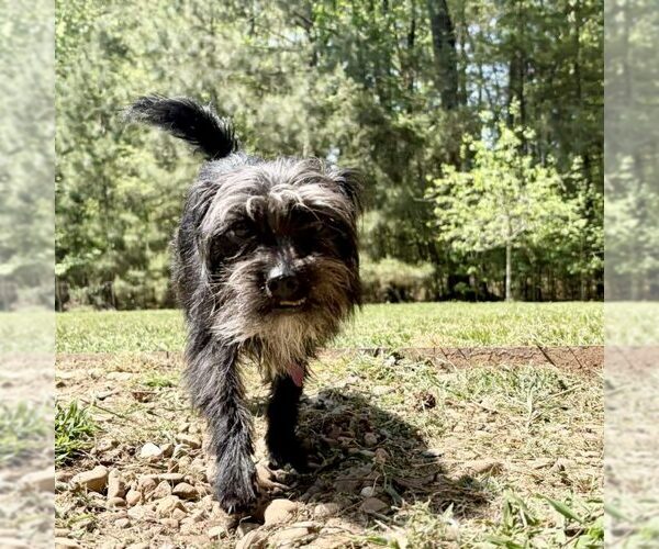 Medium Photo #1 Chihuahua-Unknown Mix Puppy For Sale in Spring Lake, NC, USA