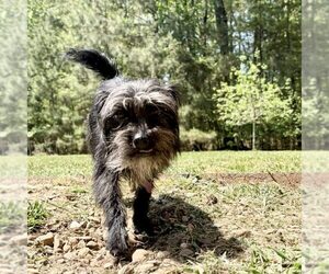 Chihuahua-Unknown Mix Dogs for adoption in Spring Lake, NC, USA