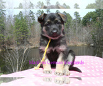 Small #1 German Shepherd Dog