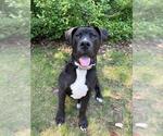 Small #2 American Bulldog