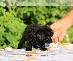 Small #14 Poodle (Toy)