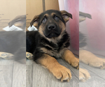 Small Photo #2 German Shepherd Dog Puppy For Sale in PARAGON, IN, USA