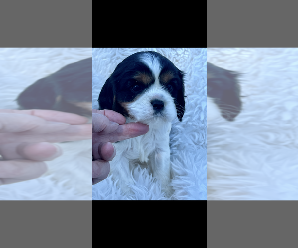 Medium Photo #2 Cavalier King Charles Spaniel Puppy For Sale in NILES, MI, USA