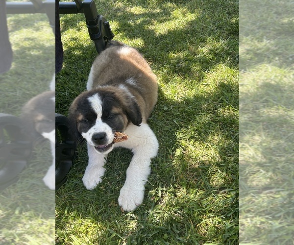 Medium Photo #1 Saint Bernard Puppy For Sale in HESPERIA, CA, USA