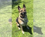Small #4 German Shepherd Dog