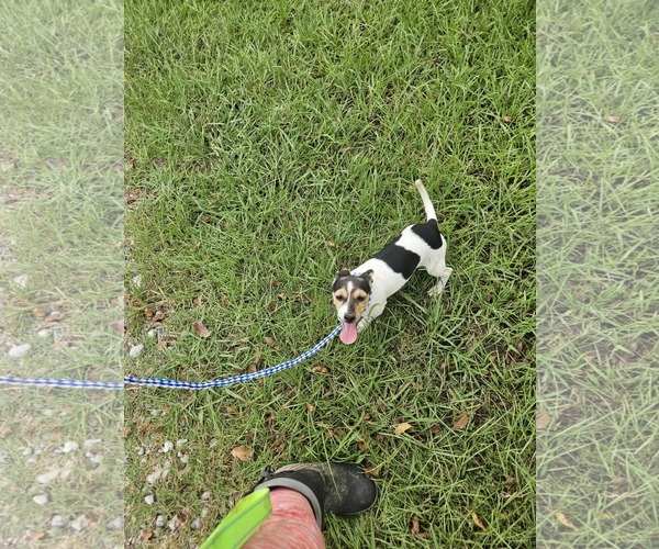 Medium Photo #14 Dachshund-Jack Russell Terrier Mix Puppy For Sale in Wakefield, RI, USA