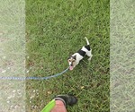 Small #13 Dachshund-Jack Russell Terrier Mix