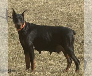 Mother of the Doberman Pinscher puppies born on 02/01/2026