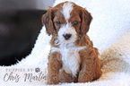 Small Photo #2 Cavapoo Puppy For Sale in EPHRATA, PA, USA