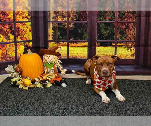 Medium Photo #1 Mutt Puppy For Sale in Sanford, FL, USA