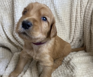 Goldendoodle Puppy for sale in ROANOKE, TX, USA