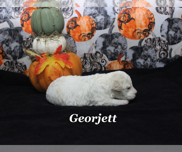 Medium Photo #5 Poodle (Toy) Puppy For Sale in CHANUTE, KS, USA