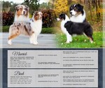 Small Australian Shepherd