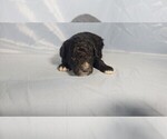 Small Photo #20 Bernedoodle (Miniature) Puppy For Sale in PEYTON, CO, USA
