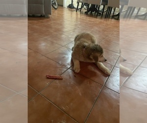 Akita Puppy for sale in EL PASO, TX, USA