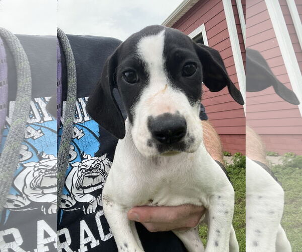 Medium Photo #1 Great Dane Puppy For Sale in Buffalo, MN, USA