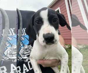 Great Dane Dogs for adoption in Buffalo, MN, USA
