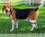 Small #3 Beagle