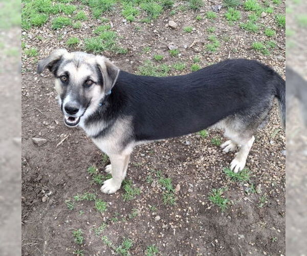 Medium Photo #6 German Shepherd Dog-Unknown Mix Puppy For Sale in Mountain View, AR, USA