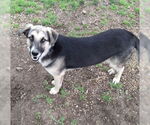 Small #5 German Shepherd Dog Mix