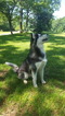 Small Photo #3 Siberian Husky Puppy For Sale in CENTERVILLE, NC, USA