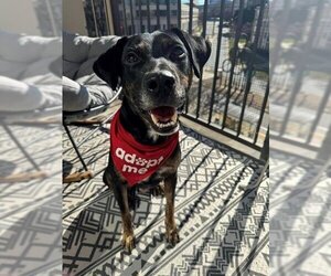Doberman Pinscher-Plott Hound Mix Dogs for adoption in Charlotte, NC, USA