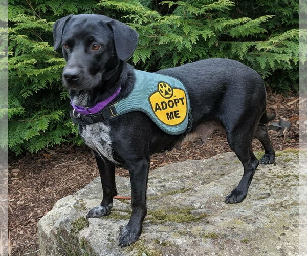 Medium Photo #3 Pointer-Unknown Mix Puppy For Sale in Cookeville, TN, USA