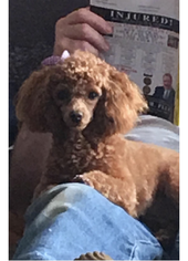 Poodle (Toy) Puppy for sale in ARCHIE, MO, USA