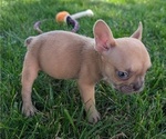 Small Photo #6 French Bulldog Puppy For Sale in GOSHEN, IN, USA