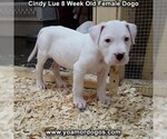 Small Photo #7 Dogo Argentino Puppy For Sale in PINEVILLE, MO, USA
