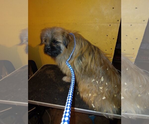 Medium Photo #1 Pekingese-Tibetan Terrier Mix Puppy For Sale in Bonifay, MO, USA