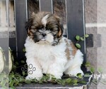 Freddy - Male Shih Tzu Puppy for Sale - Small photo