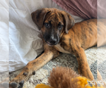 Small #11 Plott Hound Mix