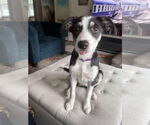 Small #12 Australian Shepherd Mix