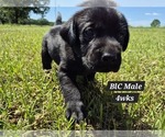 Small Photo #4 Labrador Retriever Puppy For Sale in EDGEWOOD, TX, USA