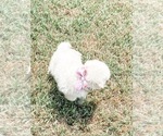 Small Photo #12 Great Pyrenees Puppy For Sale in MCALLEN, TX, USA