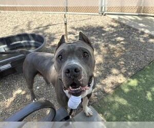 HEAVEN - Female Bulldog-Staffordshire Bull Terrier Mix Dog for Adoption - Photo #6