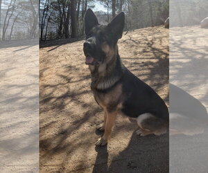 Bonnie - Female German Shepherd Dog Dog for Adoption - Photo #2