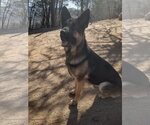 Small Photo #2 German Shepherd Dog Puppy For Sale in Apple Valley, CA, USA