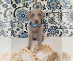 Small Photo #18 Weimaraner Puppy For Sale in LEWISBURG, KY, USA