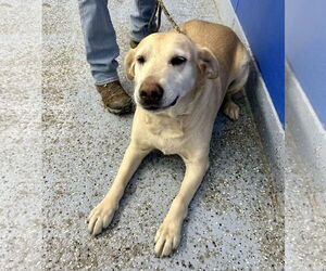 Labrador Retriever Dogs for adoption in Emmett, ID, USA