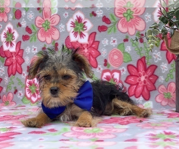 Medium Photo #3 YorkiePoo Puppy For Sale in LANCASTER, PA, USA